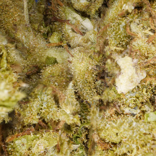Northern Lights