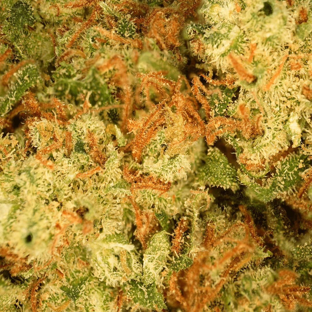 Hawaiian - Small Buds