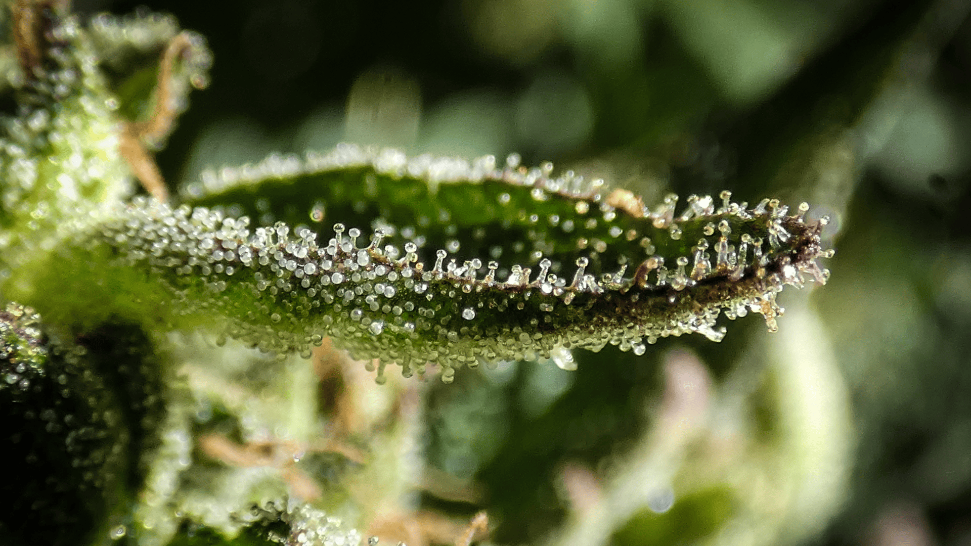 Qu'est-ce que le CBD ? Définissons le Cannabidiol Image