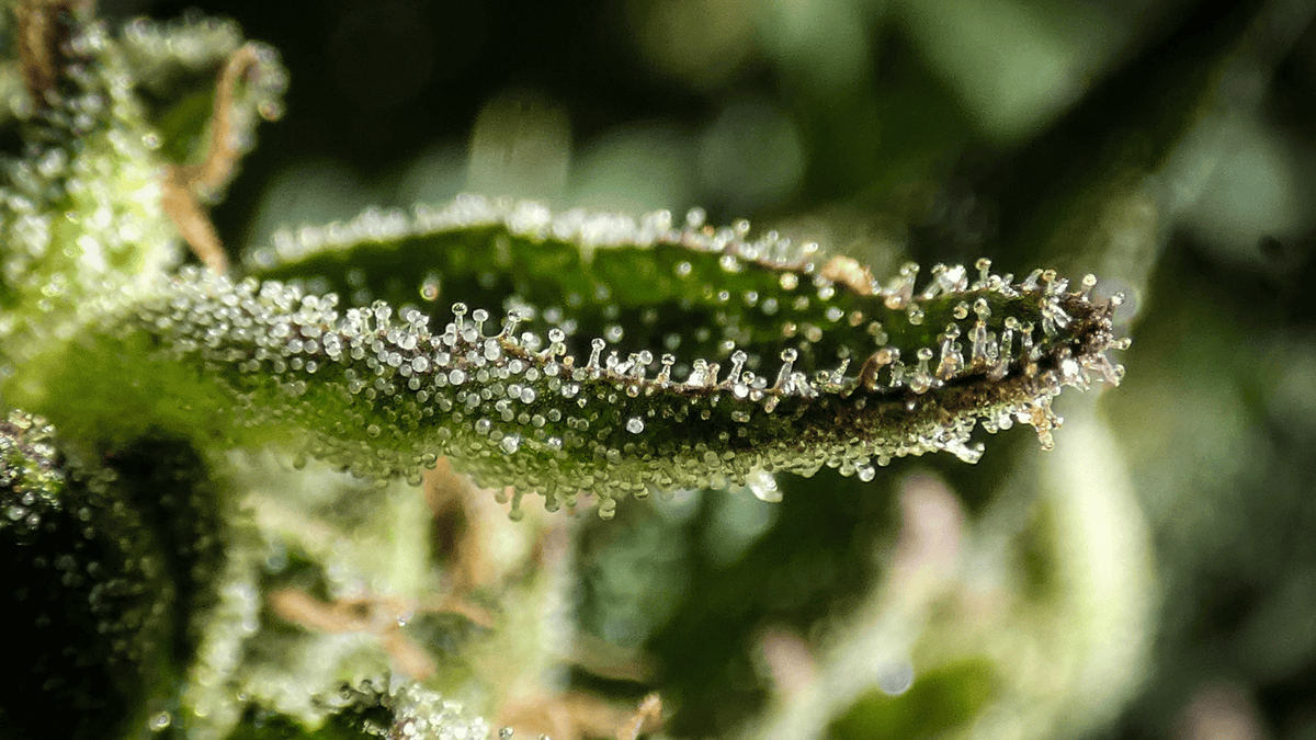 Qu'est-ce que le CBD ? Définissons le Cannabidiol