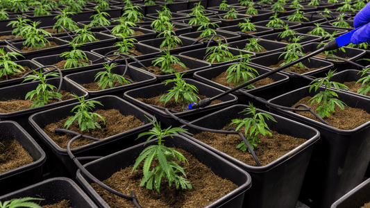 Comment choisir son CBD ? Qualité, origine et critères clés