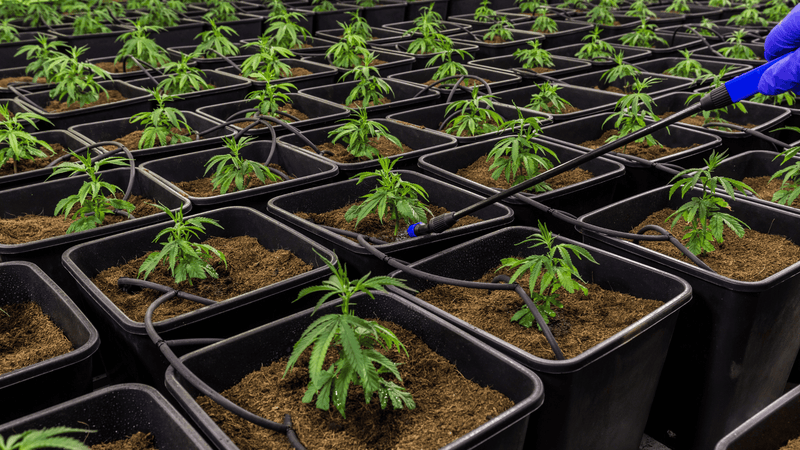 Comment choisir son CBD ? Qualité, origine et critères clés