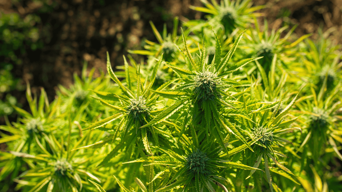 Was ist CBD? Definieren wir Cannabidiol