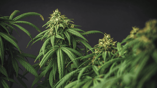 ¿Qué es el CBD? Definición del cannabidiol