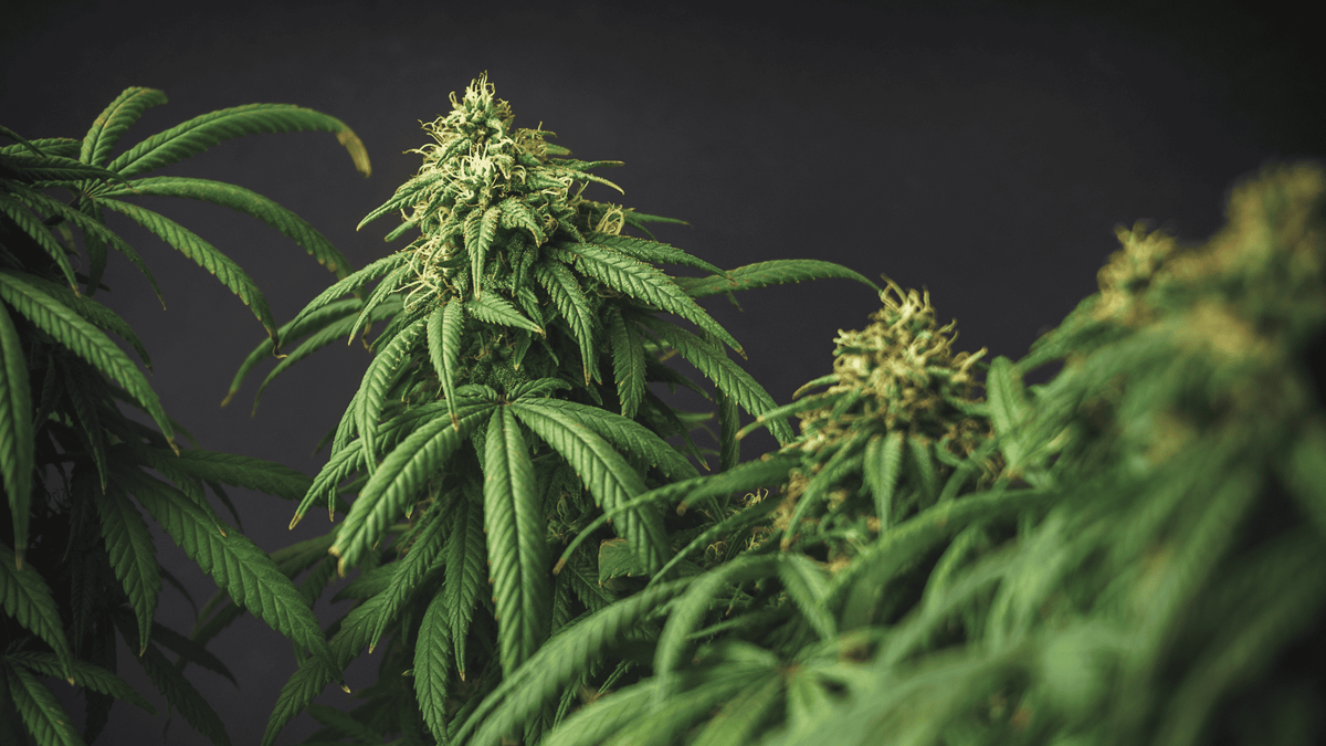 Che cos'è il CBD? Definizione di cannabidiolo
