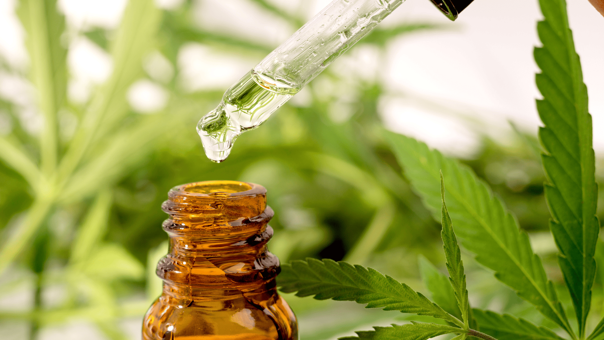 Was ist CBD? Eine Definition von Cannabidiol – Bild