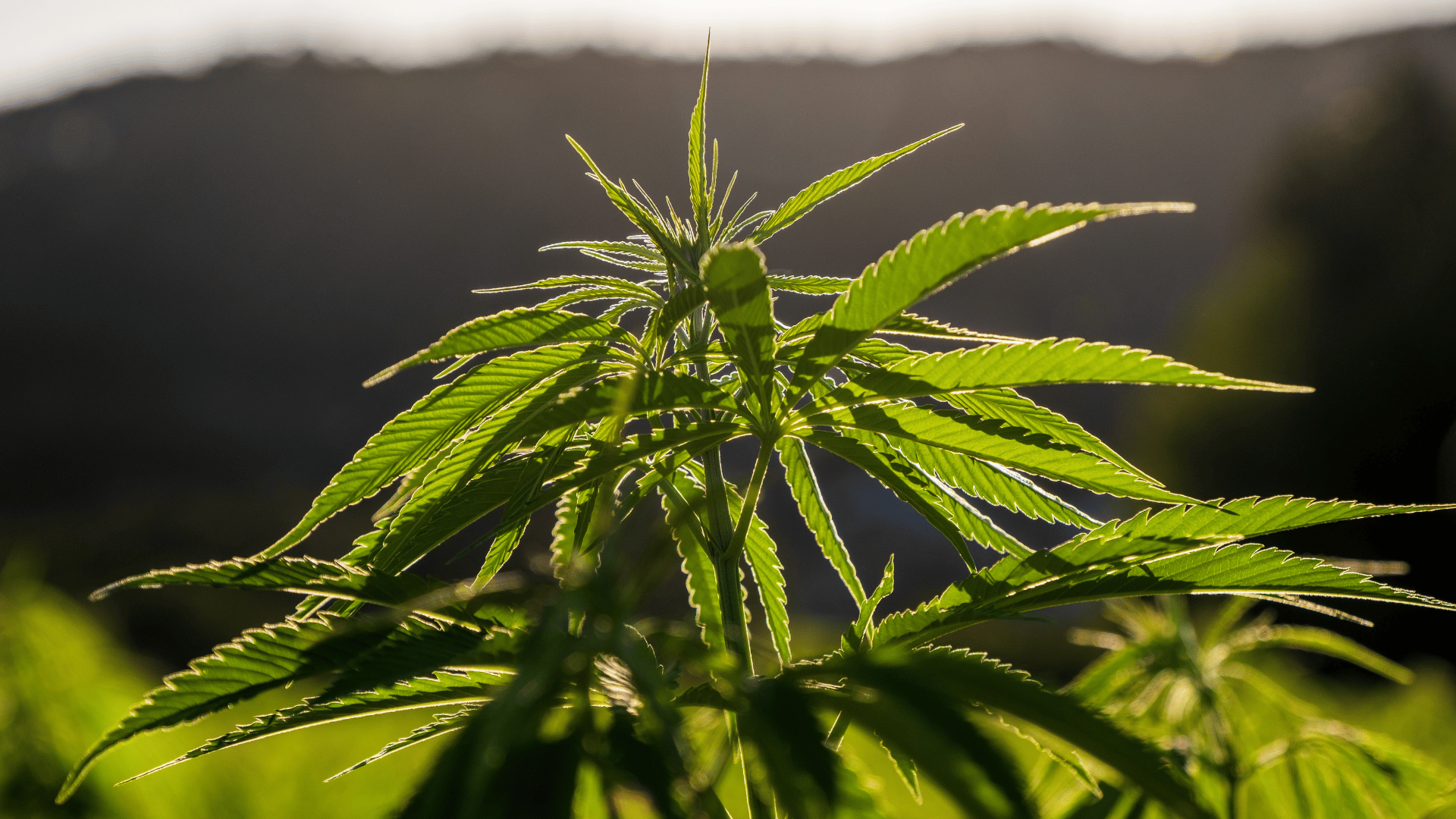 Peut-on faire pousser du CBD chez soi ? Image