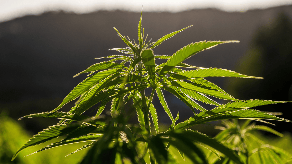 Peut-on faire pousser du CBD chez soi ?
