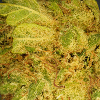 L.A. Cali CBD