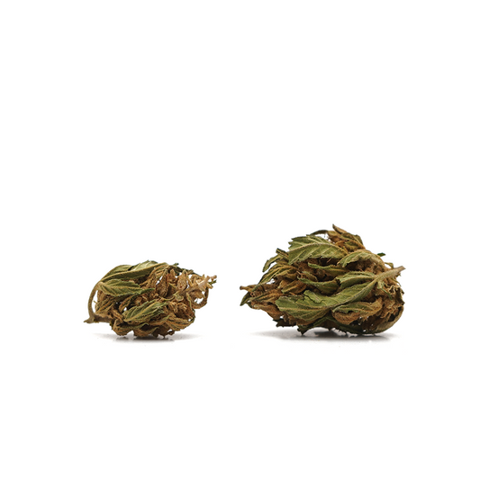 Banana CBG - Small Buds
