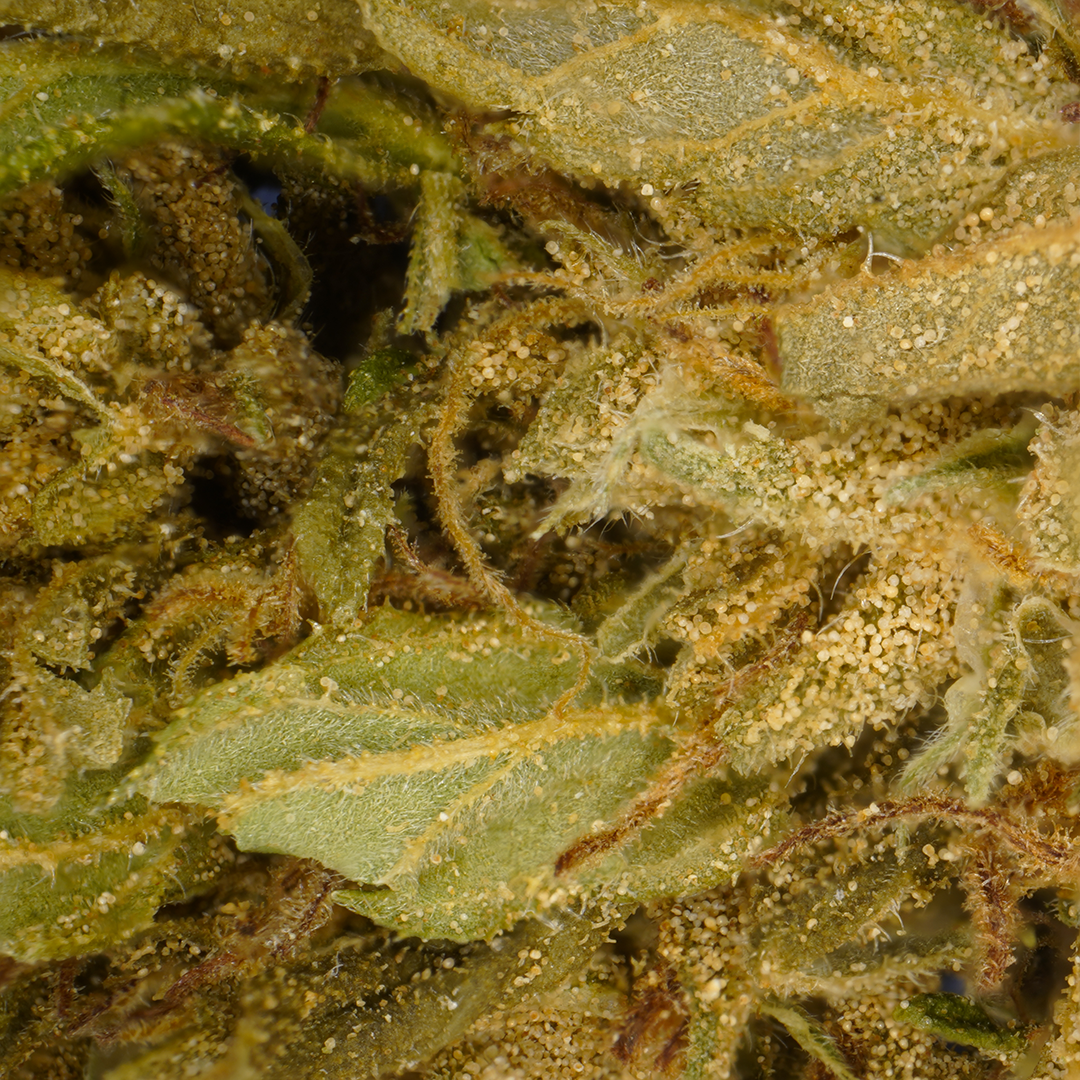 Banana CBG - Small Buds
