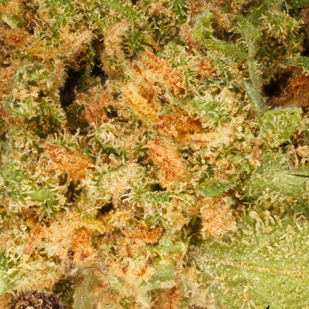 Kleine Köpfe White Widow CBD