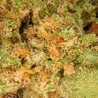 Petites Têtes White Widow CBD