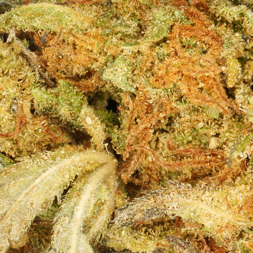 Amnesia Small Buds CBD
