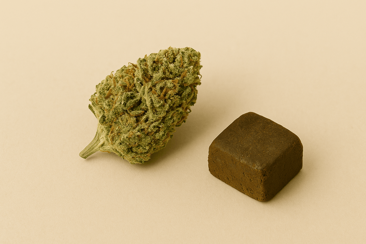 Resina de CBD o flor de CBD: ¿cómo elegir bien?