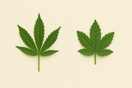 Sativa vs Indica: le differenze tra i ceppi di cannabis